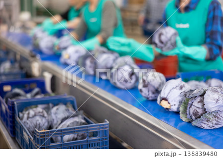 Red cabbages running on conveyor belt of sorting line in vegetable farm 138839480