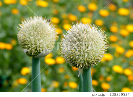 春の花の中に咲くネギ坊主 138839584