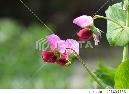 サヤエンドウの花 サヤエンドウの花 138839588