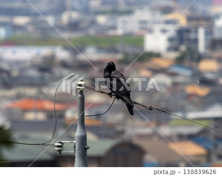 電線に止まるカラスと街の風景 電線に止まるカラスと街の風景 138839626