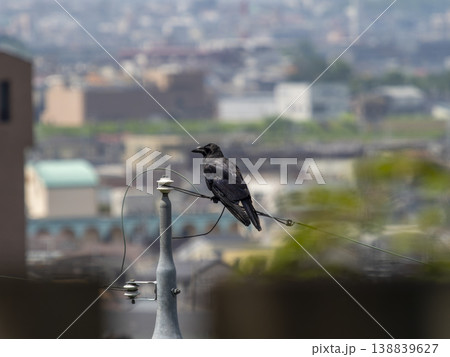 電線に止まるカラスと街の風景 電線に止まるカラスと街の風景 138839627