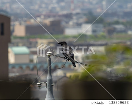 電線に止まるカラスと街の風景 138839628