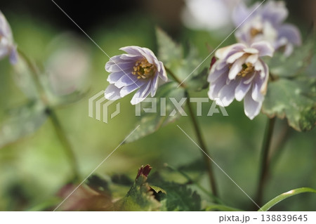 ユキワリイチゲの花のアップ 138839645