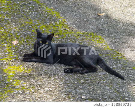 木陰で休む黒猫 木陰で休む黒猫 138839725