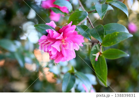 鮮やか　サザンカの花 138839831