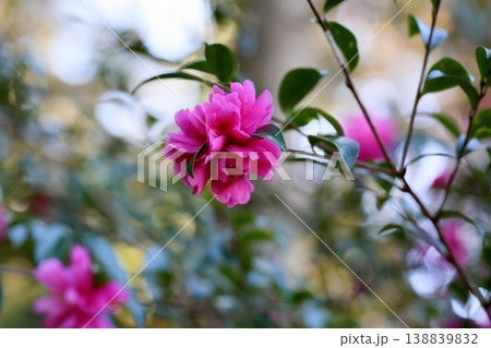 鮮やか　サザンカの花 138839832