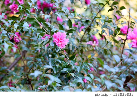 鮮やか　サザンカの花 138839833