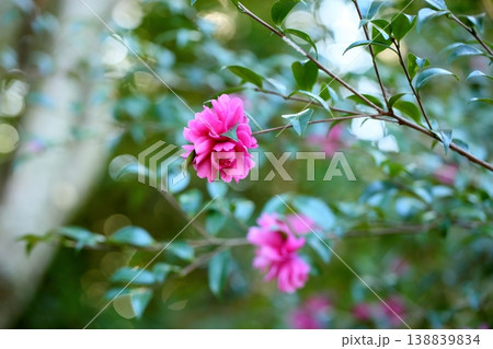 鮮やか　サザンカの花 138839834