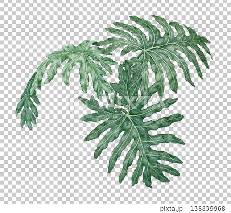 Watercolor tropical leaves Philodendron Selloanum botanical illustration. Hand drawn green foliage with detailed leafy texture and realistic plant form. Indoor greenery template for floral garden art. Watercolor tropical leaves Philodendron Selloanum botanical illustration. Hand drawn green foliage with detailed leafy texture and realistic plant form. Indoor greenery template for floral garden art. 138839968