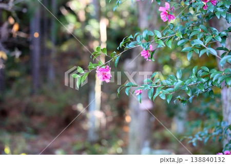 鮮やか　サザンカの花 138840132