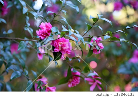 鮮やか　サザンカの花 138840133