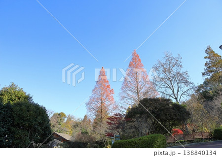 晩秋の植物園　葉落ちメタセコイアの木 138840134