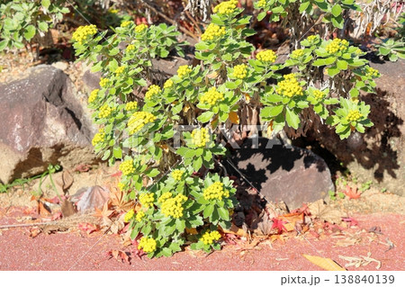 爽やか　イソギクの花 138840139