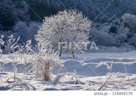 新雪の朝 冬の山里風景 冬の里山風景 木々に積もった新雪 新雪の朝 冬の山里風景 冬の里山風景 木々に積もった新雪 138840176