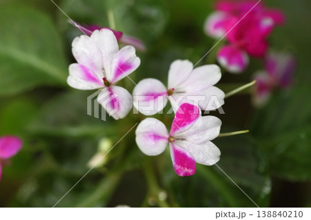 雨に濡れたインパチェンスの花 雨に濡れたインパチェンスの花 138840210