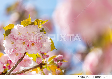 ふんわり前ボケと八重桜 春のイメージ素材 ふんわり前ボケと八重桜 春のイメージ素材 138840232