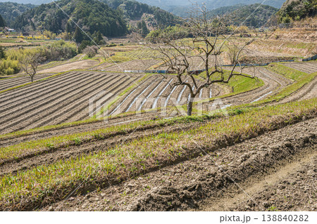 大津市仰木の棚田風景　滋賀県 138840282