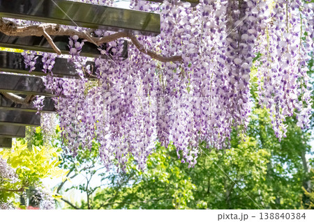 美しい藤の花 138840384