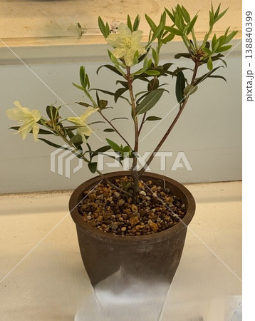 ヒカゲツツジ 138840399