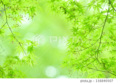 新緑 背景素材 新緑 背景素材 138840507
