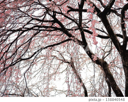 花曇の枝垂桜（afr20260330153703) 138840548