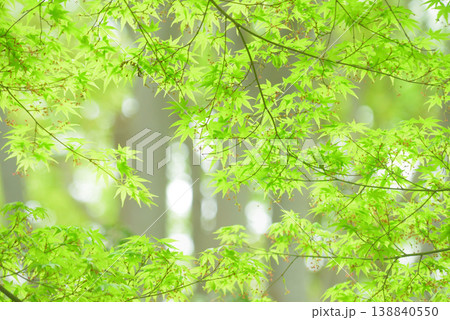 新緑 背景素材 新緑 背景素材 138840550
