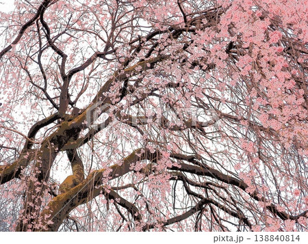 花曇の枝垂桜（afr20260330153847) 138840814