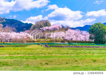 石舞台古墳の桜と芝生広場 石舞台古墳の桜と芝生広場 138840956