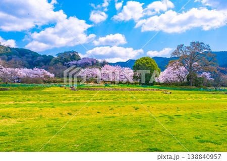 石舞台古墳の桜と芝生広場 138840957
