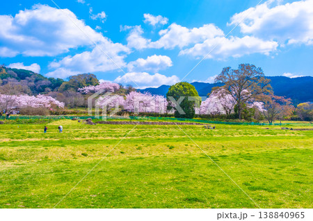 石舞台古墳の桜と芝生広場 138840965