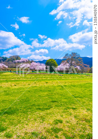 石舞台古墳の桜と芝生広場 138840970