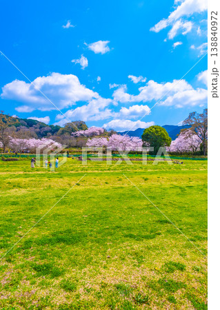 石舞台古墳の桜と芝生広場 石舞台古墳の桜と芝生広場 138840972
