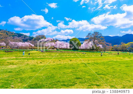 石舞台古墳の桜と芝生広場 138840973