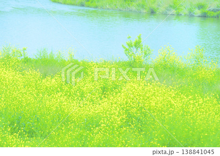 春の川辺に咲く菜の花 背景素材 春の川辺に咲く菜の花 背景素材 138841045