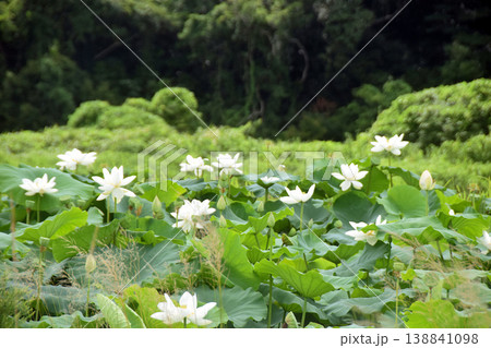 咲き乱れる白いハスの花 咲き乱れる白いハスの花 138841098