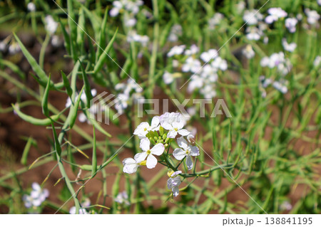 大根の花 大根の花 138841195