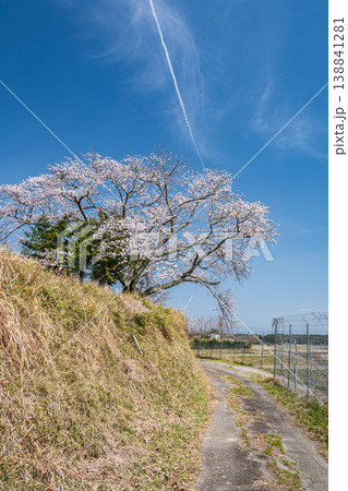 仰木の一本桜　滋賀県大津市仰木 138841281