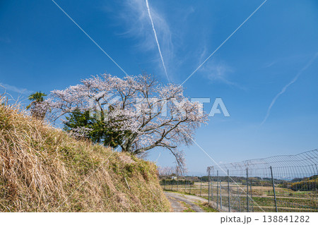 仰木の一本桜　滋賀県大津市仰木 138841282