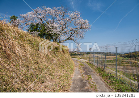 仰木の一本桜　滋賀県大津市仰木 138841283