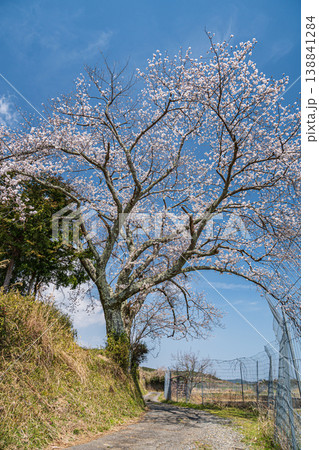 仰木の一本桜　滋賀県大津市仰木 138841284