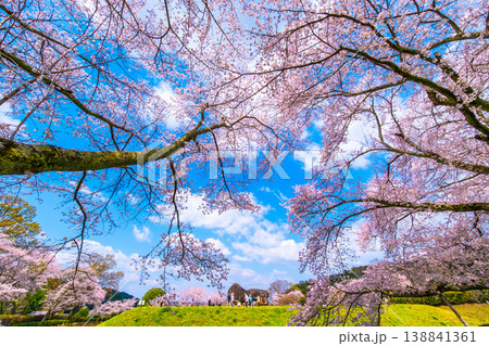 石舞台古墳の桜 138841361