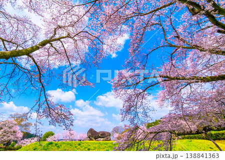 石舞台古墳の桜 石舞台古墳の桜 138841363