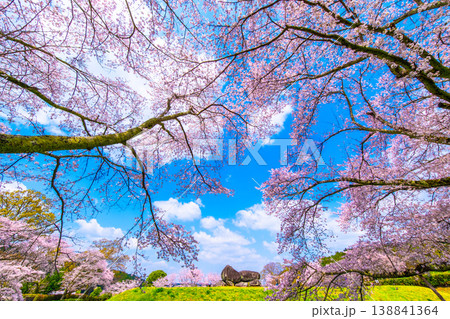 石舞台古墳の桜 138841364