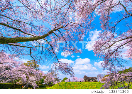 石舞台古墳の桜 石舞台古墳の桜 138841366