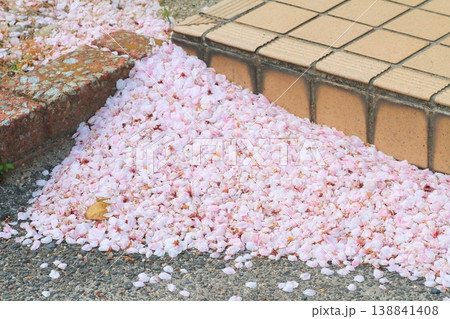散った桜の花びらが風で吹き溜まったイメージ 散った桜の花びらが風で吹き溜まったイメージ 138841408