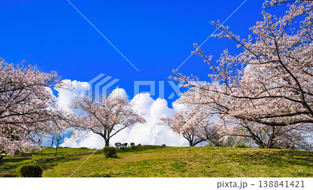 桜満開の横浜の公園の風景 桜満開の横浜の公園の風景 138841421