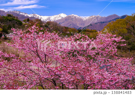 谷川岳と河津桜 谷川岳と河津桜 138841483