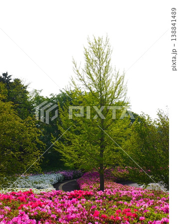 新緑の木と色鮮やかなツツジの花畑｜コピースペースのある春の公園風景 138841489