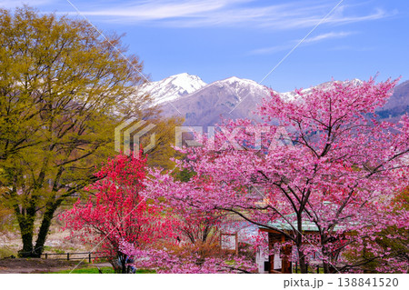 春の訪れを告げる河津桜と残雪の谷川岳 春の訪れを告げる河津桜と残雪の谷川岳 138841520