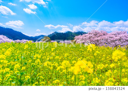 石舞台古墳の桜と菜の花 石舞台古墳の桜と菜の花 138841524